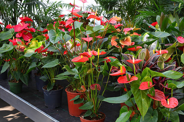 Al Maathar, Farm & Garden, SAR 35,  Flowers,Indoor&Outdoor Plants Are Available In Riyadh With Delivery-0551298565
