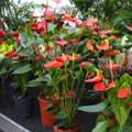 SAR 35,  Flowers,Indoor&Outdoor Plants Are Available In Riyadh With Delivery-0551298565