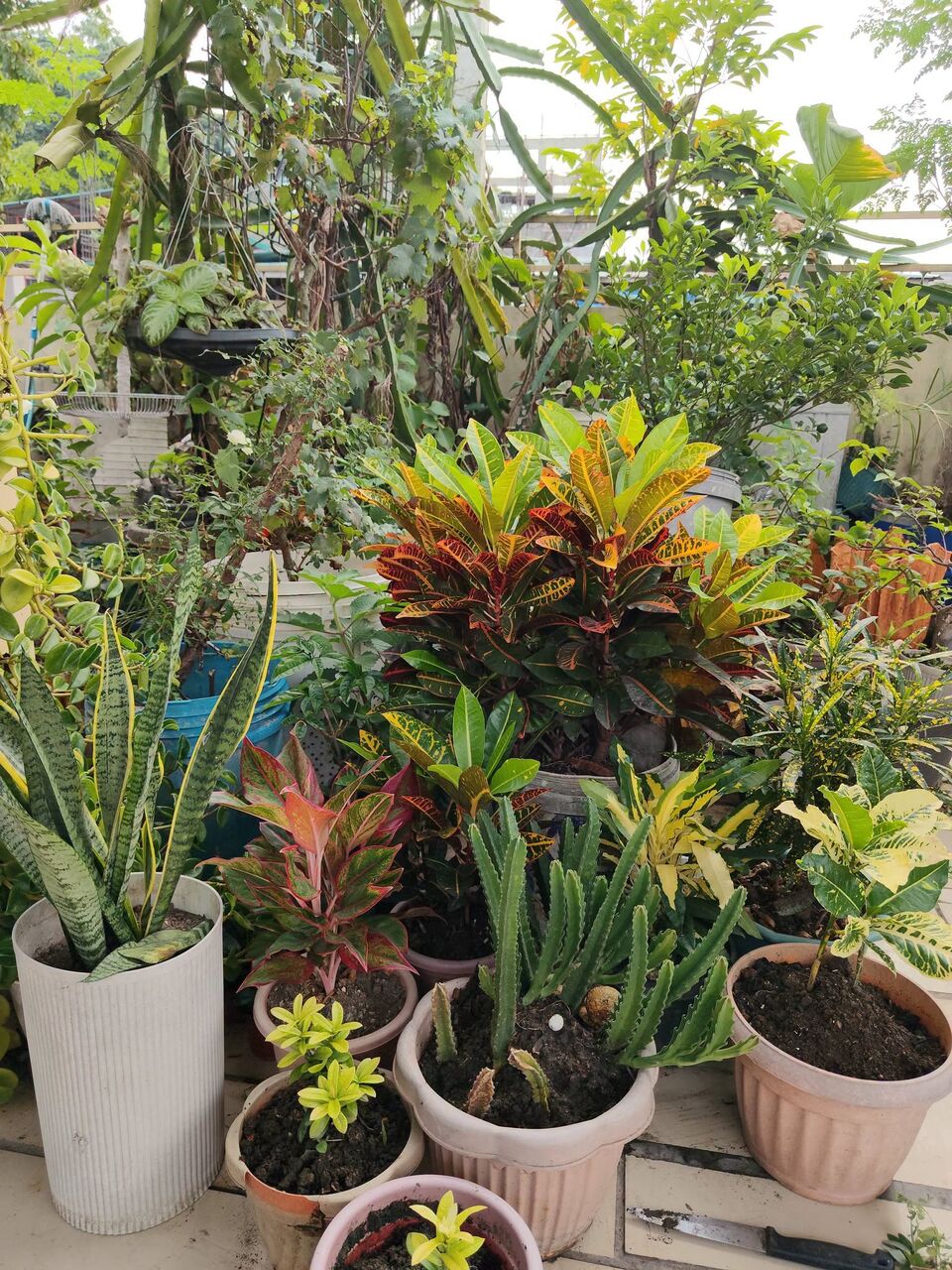 Al Maathar, Farm & Garden, SAR 35,  Flowers,Indoor&Outdoor Plants Are Available In Riyadh With Delivery-0551298565
