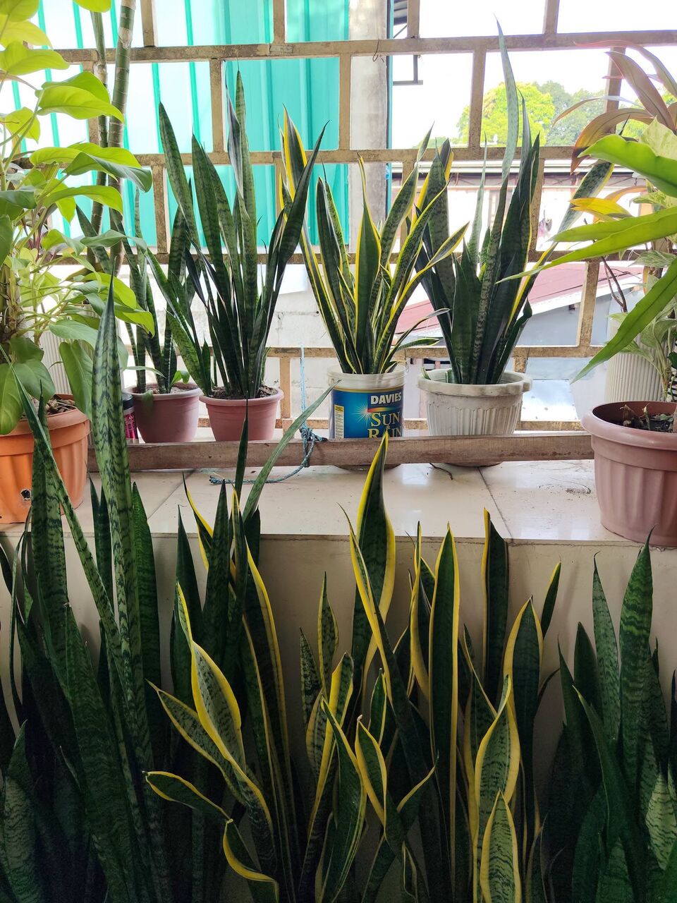 Al Maathar, Farm & Garden, SAR 35,  Flowers,Indoor&Outdoor Plants Are Available In Riyadh With Delivery-0551298565