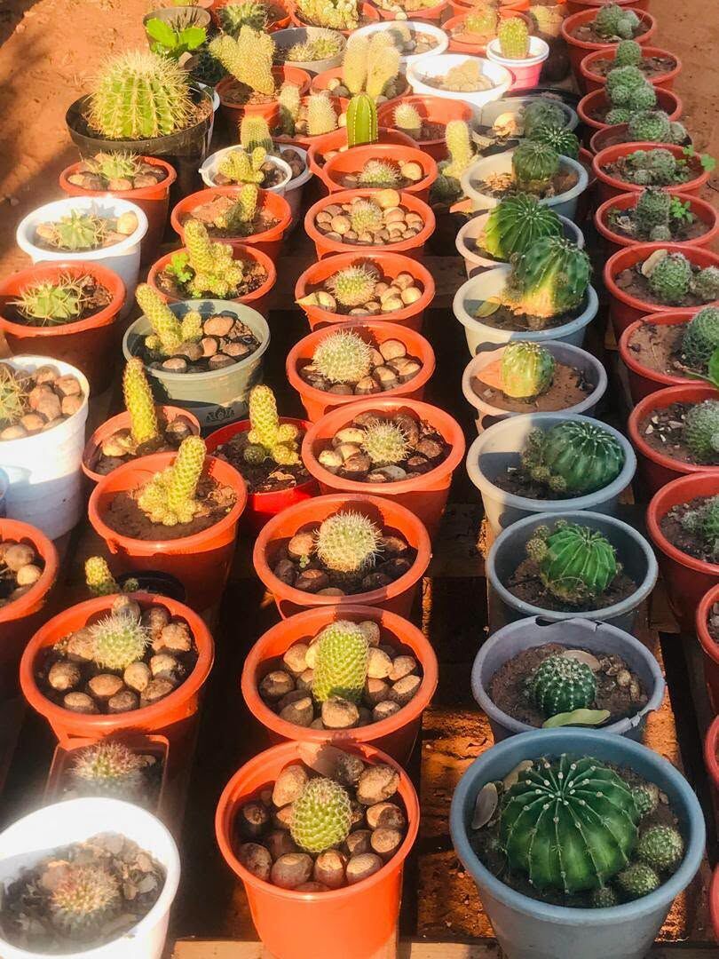 Al Maathar, Farm & Garden, SAR 35,  Flowers,Indoor&Outdoor Plants Are Available In Riyadh With Delivery-0551298565