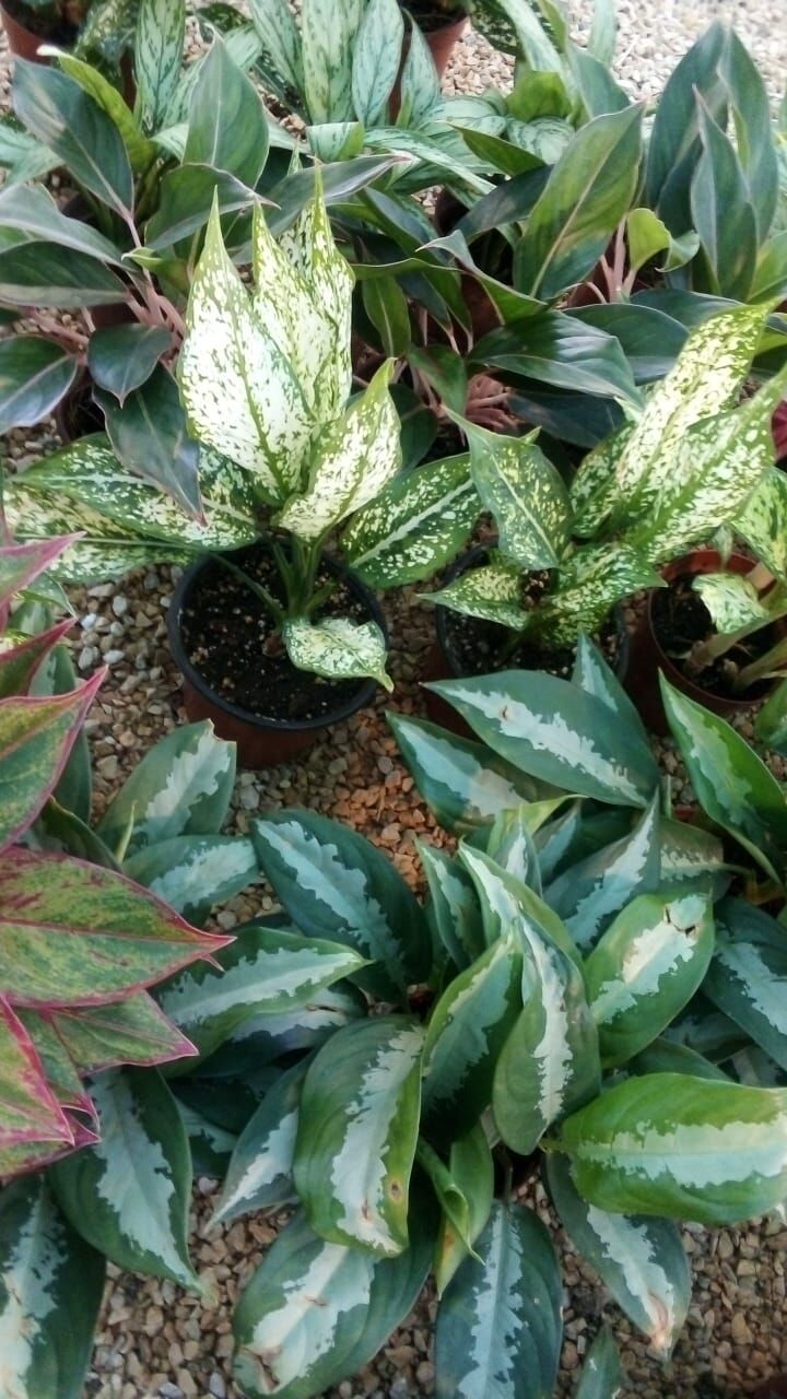 Al Maathar, Farm & Garden, SAR 35,  Flowers,Indoor&Outdoor Plants Are Available In Riyadh With Delivery-0551298565