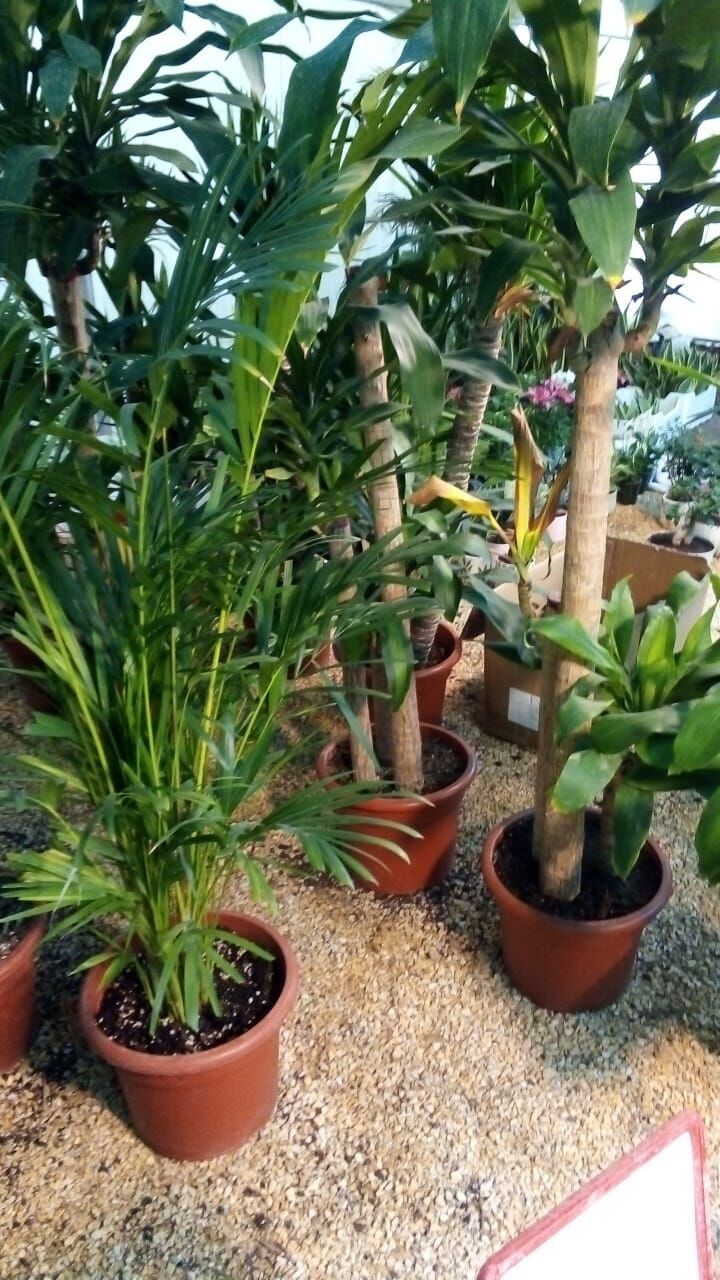 Al Maathar, Farm & Garden, SAR 35,  Flowers,Indoor&Outdoor Plants Are Available In Riyadh With Delivery-0551298565
