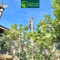 Clearing Melbourne Properties With Expert Tree Care
