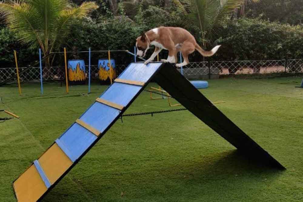 Gurugram, Pet Sitting, Pet Trainer In Pune | Professional Pet Training Services