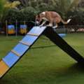 Pet Trainer In Pune | Professional Pet Training Services