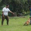 Dog Trainer Ahmedabad | Professional Dog Training Services