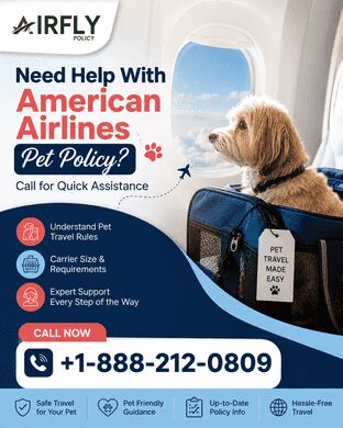 New York, Travel, Need Help With American Airlines Pet Policy? Call For Quick Assistance
