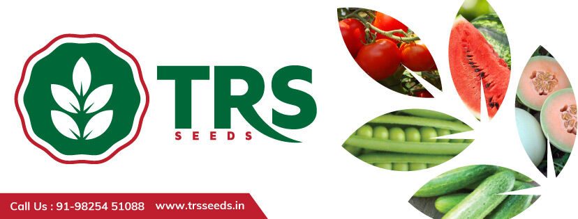 Ahmedabad, Food, Hybrid Vegetable Seeds Suppliers For Indian Farmers