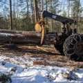 Trusted Tree Service Weare Nh For Residential Property Care