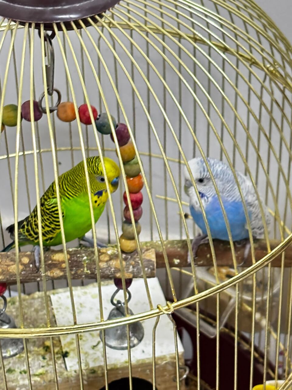 Riyadh, Pet Supplies, SAR 150,  Cocktail And Bajjies Parrots Along With The Cage