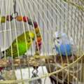 SAR 150,  Cocktail And Bajjies Parrots Along With The Cage