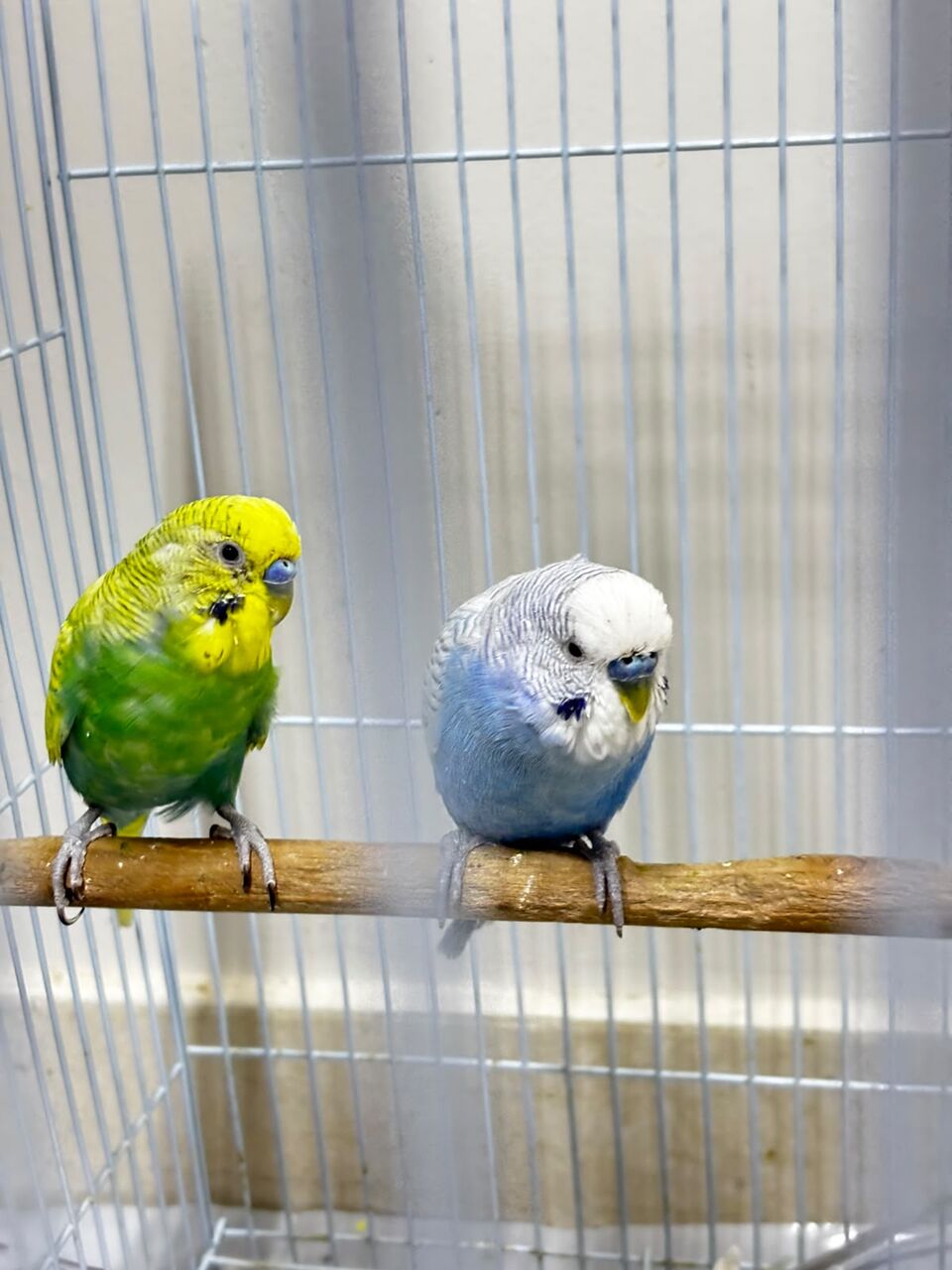 Riyadh, Pet Supplies, SAR 150,  Cocktail And Bajjies Parrots Along With The Cage