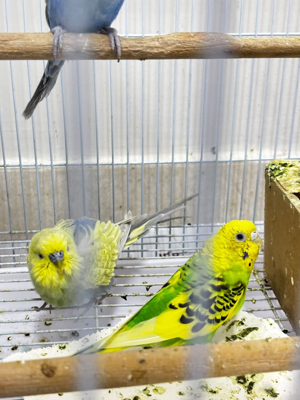 Riyadh, Pet Supplies, SAR 150,  Cocktail And Bajjies Parrots Along With The Cage
