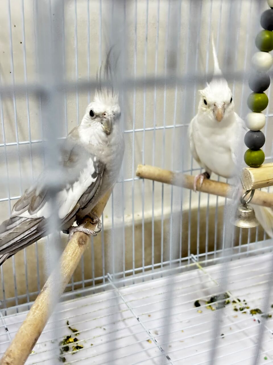 Riyadh, Pet Supplies, SAR 150,  Cocktail And Bajjies Parrots Along With The Cage