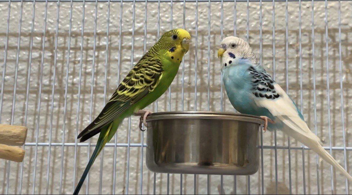 Mushrefah, Farm & Garden, SAR 200,  3 Budgies, A Cage & Bird Accessories