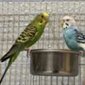 SAR 200,  3 Budgies, A Cage & Bird Accessories