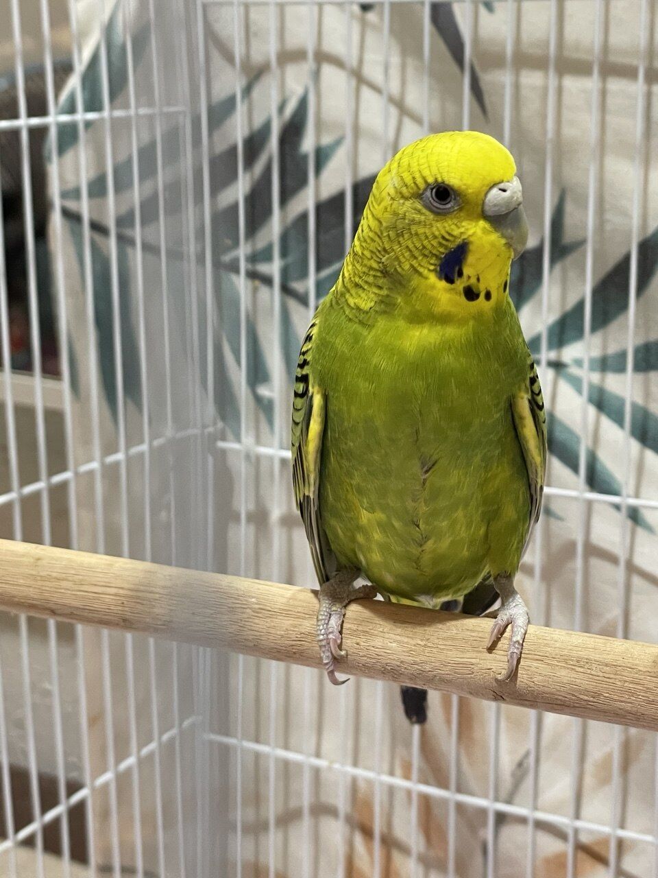 Mushrefah, Farm & Garden, SAR 200,  3 Budgies, A Cage & Bird Accessories