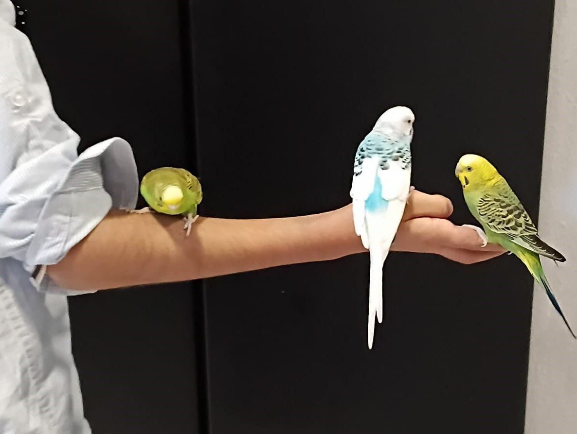 Mushrefah, Farm & Garden, SAR 200,  3 Budgies, A Cage & Bird Accessories