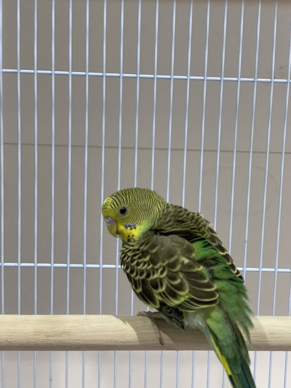 Mushrefah, Pet Supplies, SAR 220,  3 Budgies, A Cage & Bird Accessories