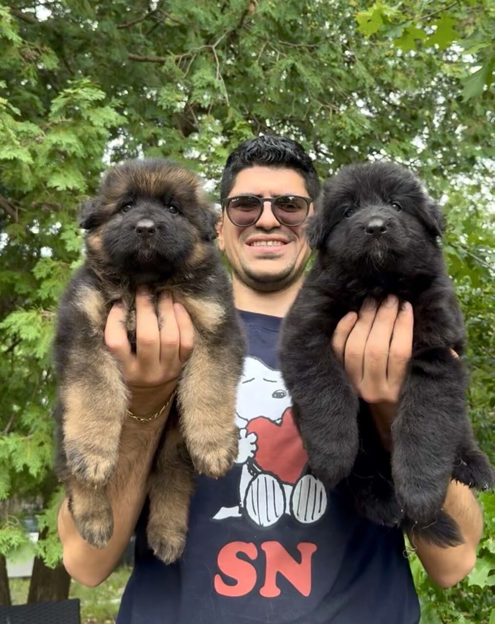 New York, Pet Sitting, Find German Shepherd Dog Puppies For Your Family