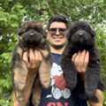 Find German Shepherd Dog Puppies For Your Family