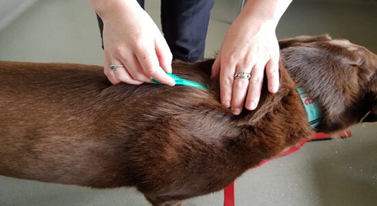 Sydney, Pet Sitting, Trusted Dog Flea Treatment In Keysborough &ndash; Call Today