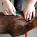 Trusted Dog Flea Treatment In Keysborough – Call Today