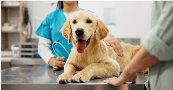 New York, Health, Trusted Emergency Vet Edmonton For Urgent Pet Care