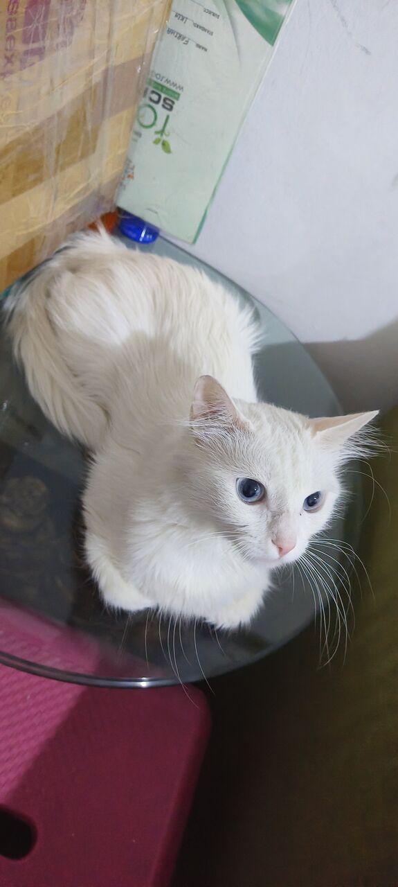 Riyadh, Pet Supplies, Cat For  Adoption