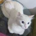Cat For  Adoption