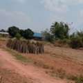 THB 190000,  6 BR,  7800 Sq. Feet,  Anyone Looking At What They Want Will Like This. At Sikhio Korat Title Deed High Land