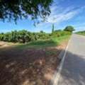 THB 3500000,  6 BR,  2814 Sq. Feet,  Land For Sale Next To The Road With Mango Orchard And Tenant, Hankha District, Chainat