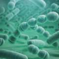 Struggling With Digestion? Try Bacillus Probiotics For Support &ndash; Request Details