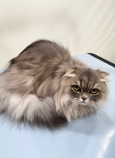 New York, Business, Shop Cat Grooming Packages In North Hollywood
