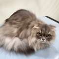 Shop Cat Grooming Packages In North Hollywood