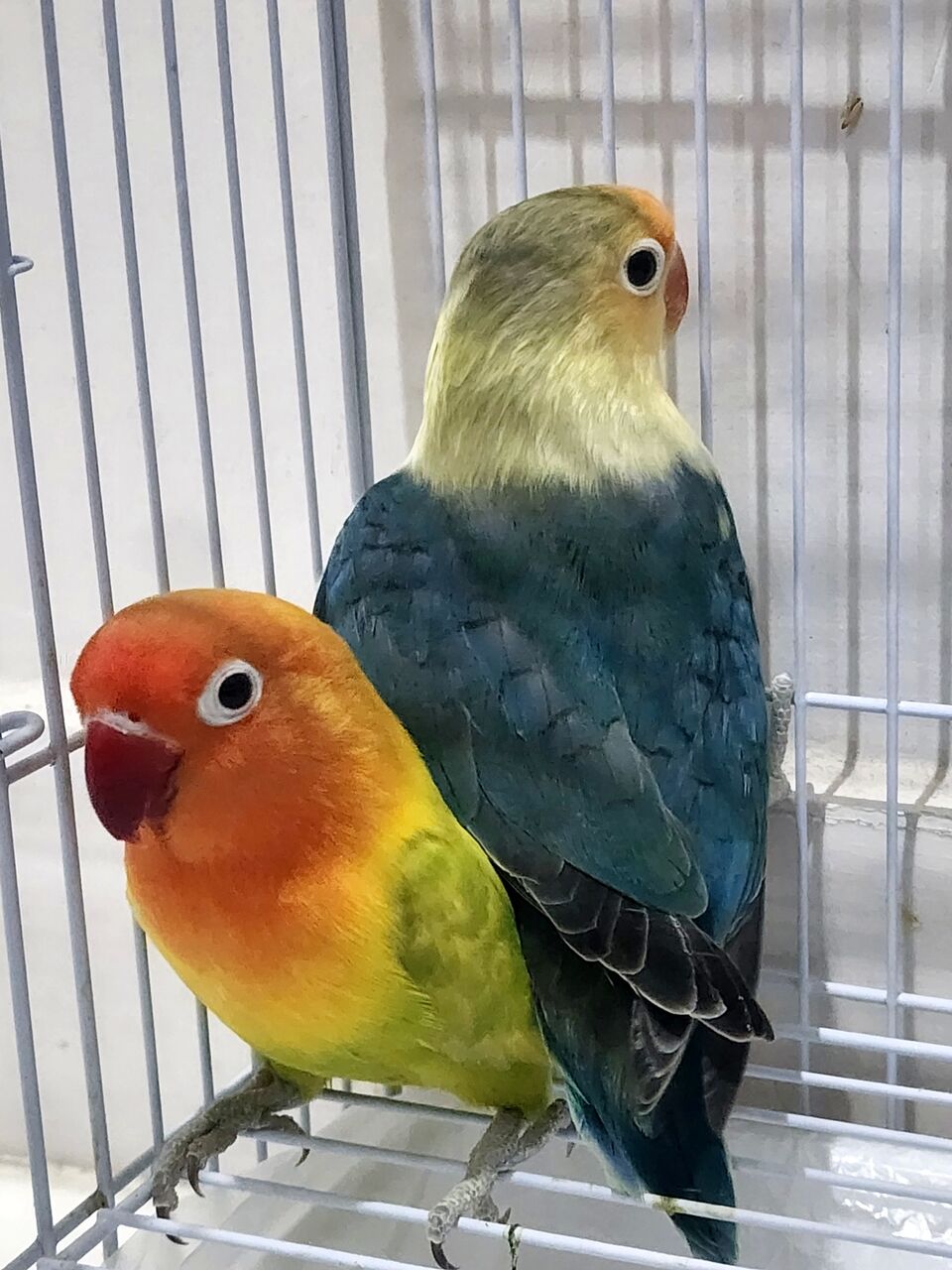 Madinah, Pet Supplies, SAR 650,  Fisher Parrot Pair