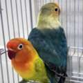 SAR 650,  Fisher Parrot Pair