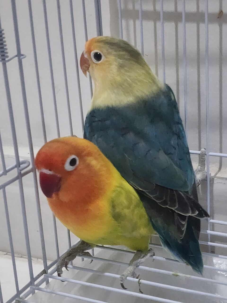 Madinah, Pet Supplies, SAR 650,  Fisher Parrot Pair
