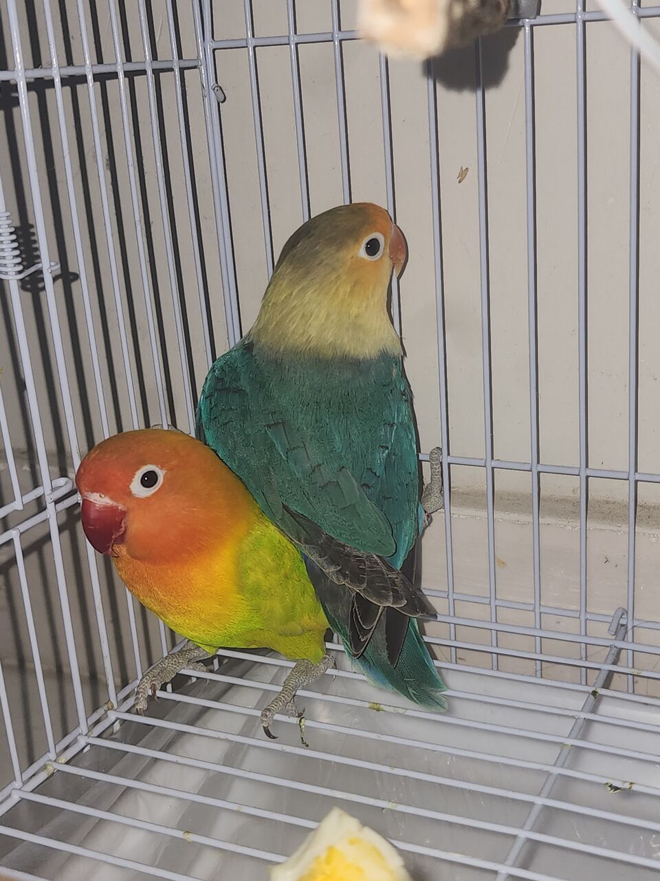 Madinah, Pet Supplies, SAR 650,  Fisher Parrot Pair