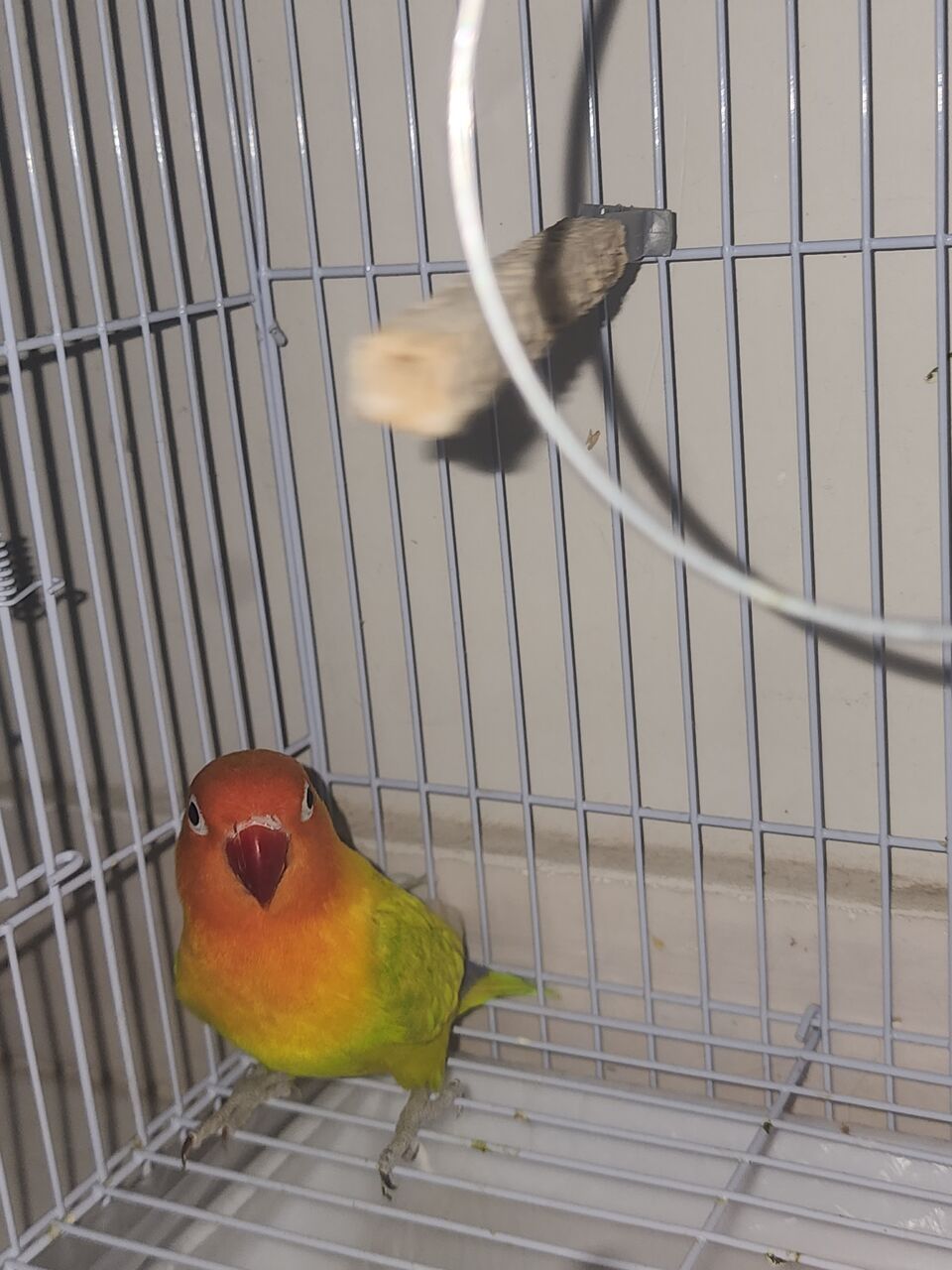 Madinah, Pet Supplies, SAR 650,  Fisher Parrot Pair