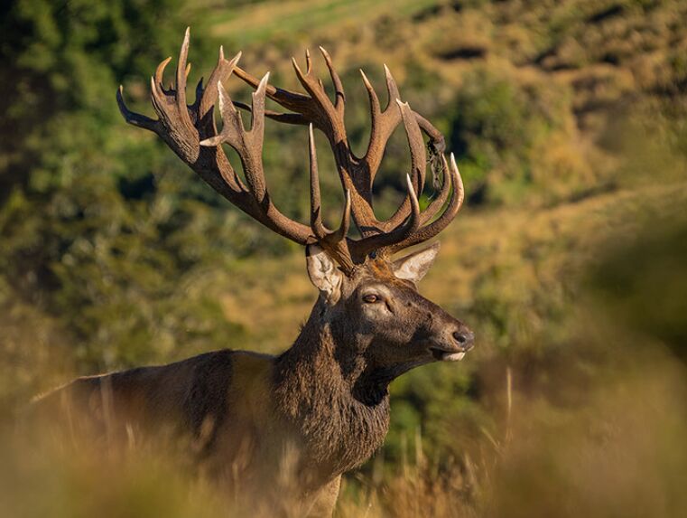 New York, Travel, Discover New Zealand&rsquo;s Premier Trophy Hunting Experience At Poronui