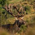 Discover New Zealand&rsquo;s Premier Trophy Hunting Experience At Poronui