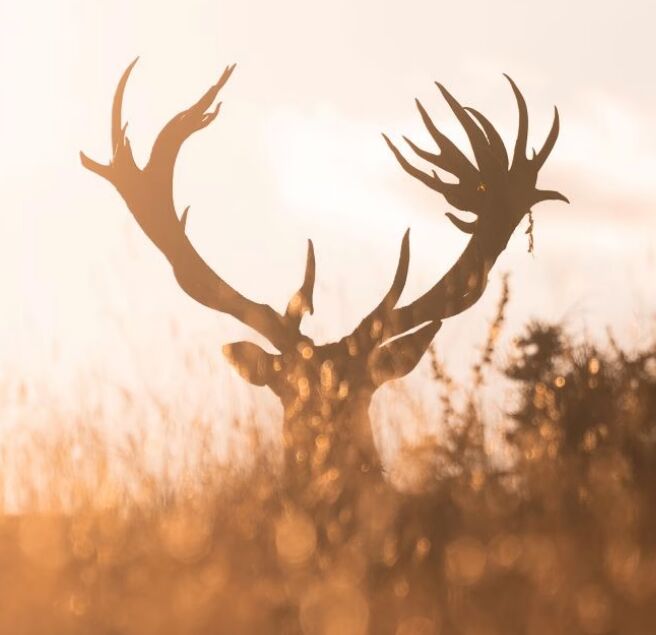 New York, Travel, Discover Red Stag Trophy Hunting In New Zealand At Poronui