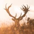 Discover Red Stag Trophy Hunting In New Zealand At Poronui