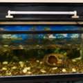 SAR 450,  *Aquarium / Fish Tank For Sale 🐠*
