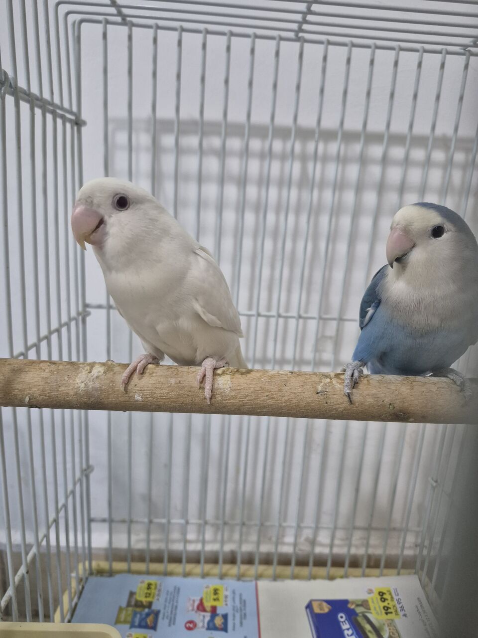 Khobar, Pet Supplies, SAR 400,  Breeding Rose Pair With Baby N Cage