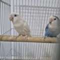 SAR 400,  Breeding Rose Pair With Baby N Cage