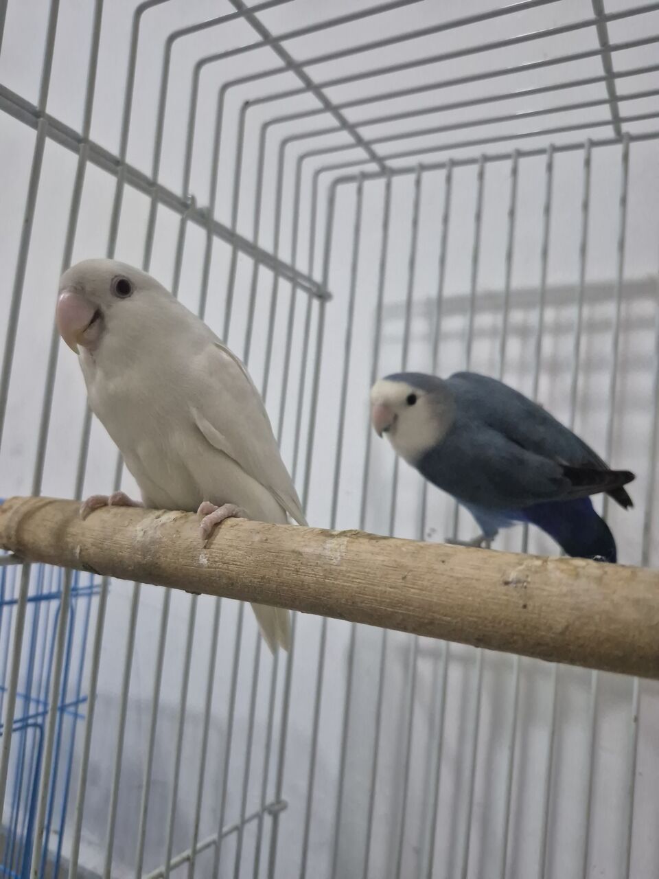 Khobar, Pet Supplies, SAR 400,  Breeding Rose Pair With Baby N Cage