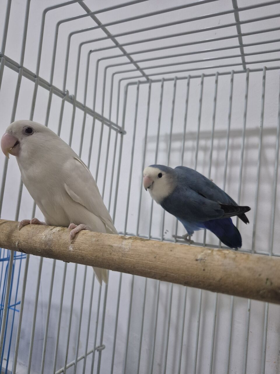 Khobar, Pet Supplies, SAR 400,  Breeding Rose Pair With Baby N Cage
